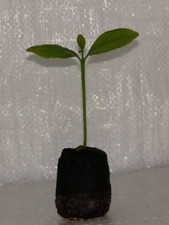 Lemon Tree, Citrus limon