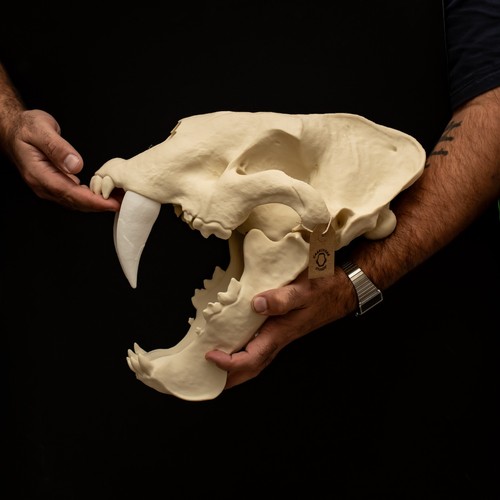 Sabertooth skull replica - sabertooth,