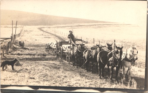 Teamster hauling wheat dray - wheat,
