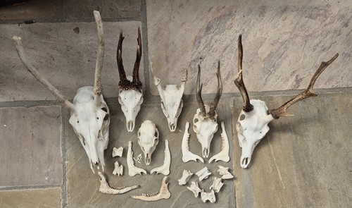 Bundle deer skulls antlers - deer,