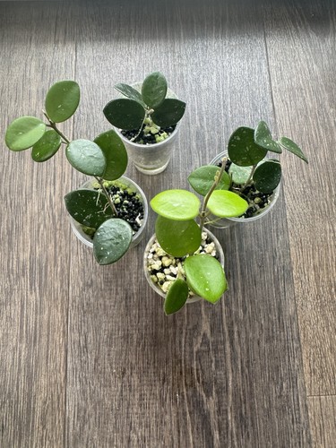 Hoya mathilde splash baby - splash,