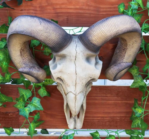 Large texas corsican ram - corsican, skull