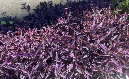 Jew cuttings purple heart - 15,