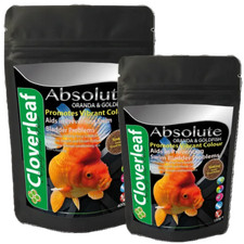 Cloverleaf Oranda & Fancy