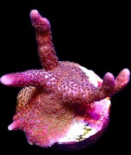 BALI PURPLE MONTIPORA DIGITATA FRAG-SPS/ FRAG/CORAL/MARINE