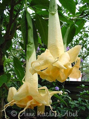 Brugmansia angle wings - brugmansia,