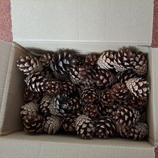 Small Pine Cones Ideal For