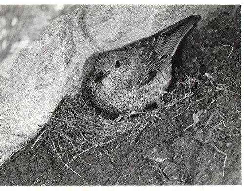 Rock thrush monticola - thrush,