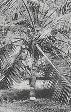 POSTCARD CEYLON - COCONUT PLUCKING