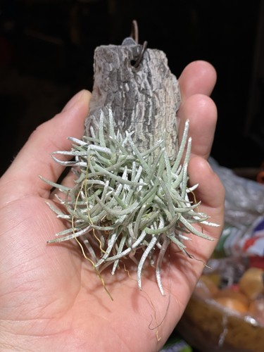 Tillandsia mollis high - tillandsia,