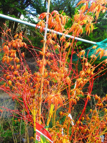6ft inc pot - japanese, maple
