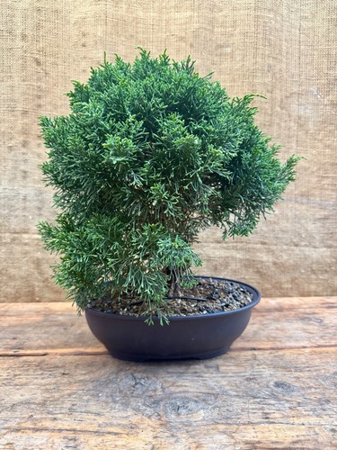 Kishu juniper bonsai tree 1 - juniper,