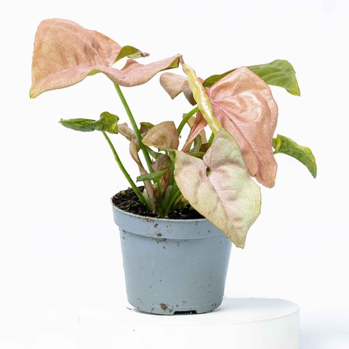 Syngonium podophyllum pink - syngonium, 'pink