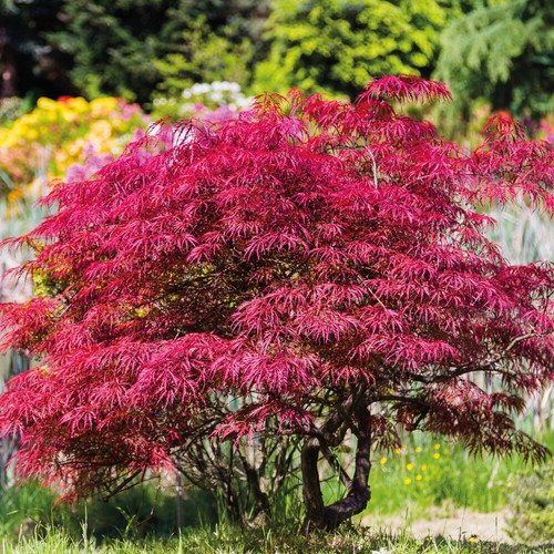 Acer palmatum - t&m,