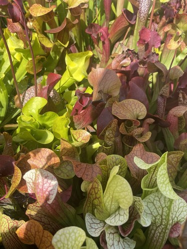 Sarracenia seed mixed - sarracenia,