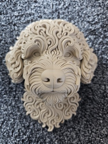 Bichon frise dog - bichon,
