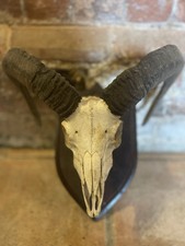 Taxidermy Mountain Goat Horns