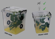 Praying Mantis,Stick