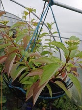 20x Red stemmed dogwood