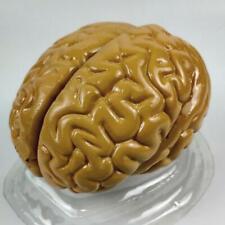 Life Size Human Brain Model