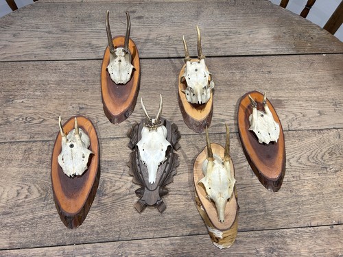 Taxidermy roe deer - taxidermy, skull