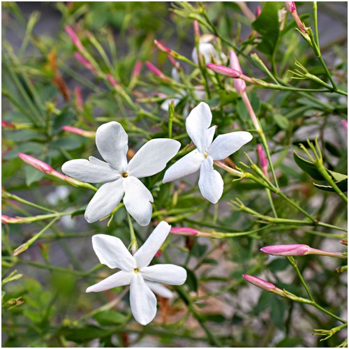 Jasmine jasminum officinale - jasmine,