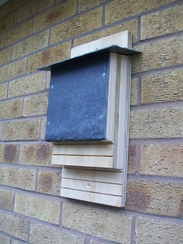 Twin chamber wooden bat - chamber,