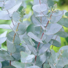 Eucalyptus gunnii 'Azura' | Cider Gum Tree | Ornamental Tree | 5-6ft