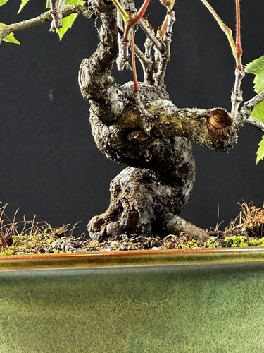 Virginia creeper bonsai - virginia,