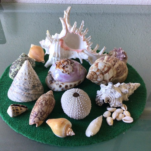 Job lot seashells - job,