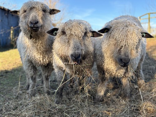 Whole raw sheep fleece - raw,