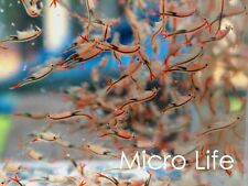 500,000+ Fairy Shrimp Eggs ! Super natural food for Betta Guppy Discus Tropical