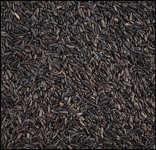 Niger Nyger Seed 5Kg Garden
