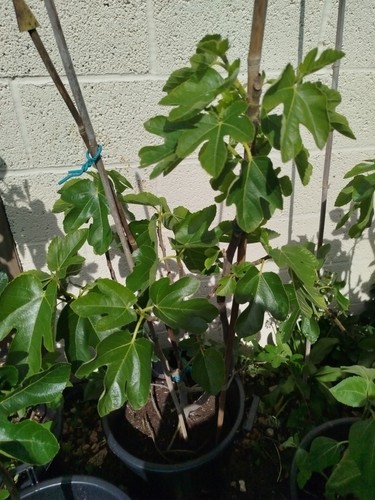 Fig tree large brown turkey - tree,