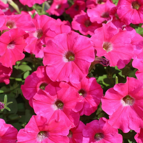 Petunia surfinia hot - surfinia,