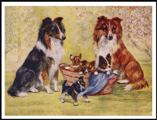 Shetland sheepdog sheltie dogs - shetland,