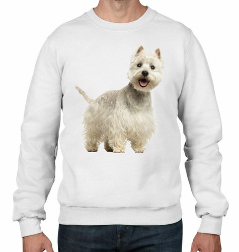 West highland terrier dogs - terrier,