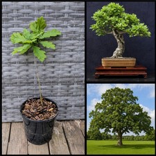 English oak tree quercus - english,