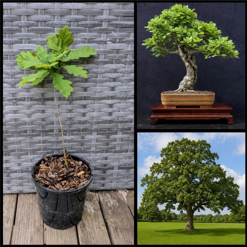 English oak tree quercus - english,