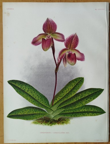Linden lindenia original print - linden,