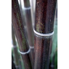 Black stemmed Clumping Bamboo