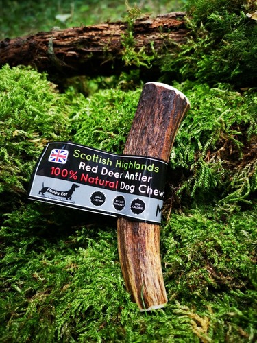 Scottish red deer antler - red, dog