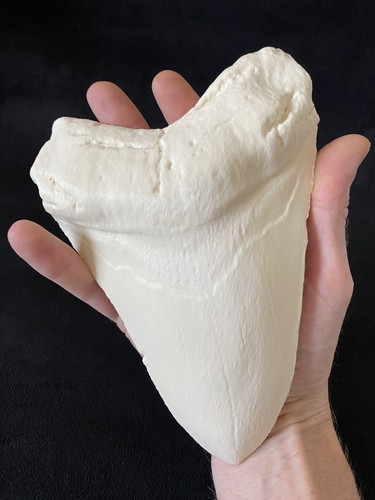 Giant 20cm megalodon tooth - giant,