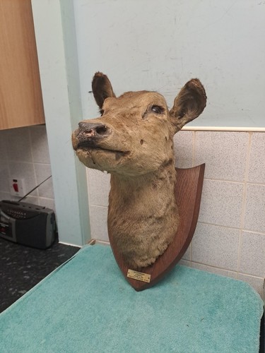 Taxidermy large deer - taxidermy,