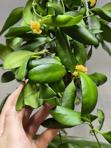 Rare hoya yellow - sapphire, from