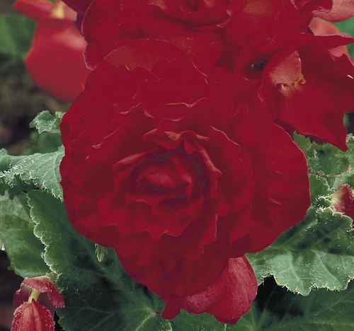 Begonia nonstop red - begonia, –