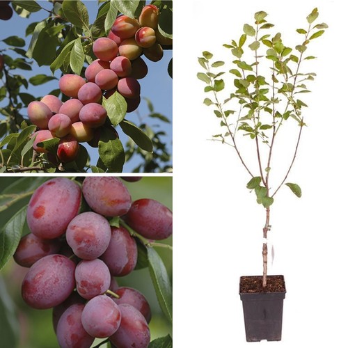 Big juicy victoria plum tree - juicy,