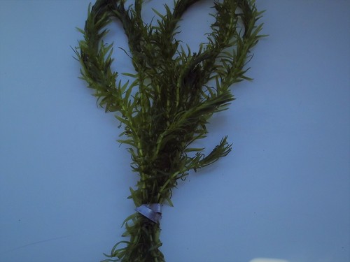 Elodea densa aquarium aquatic - elodea,