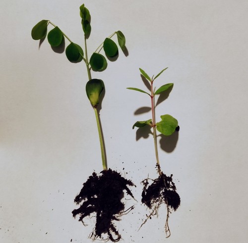 Two indoor bonsai - , tree