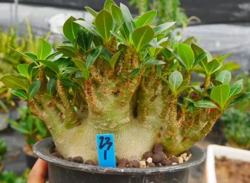 Rare cacti adenium obesum - rare,